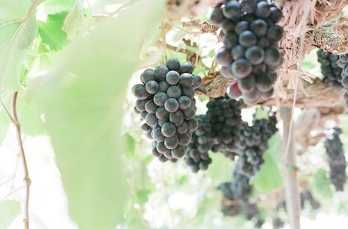 花千骨唯美句子