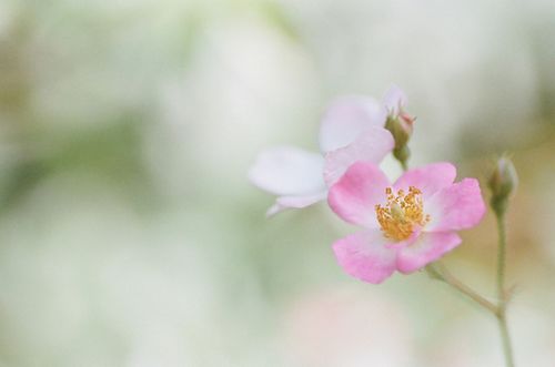 2015精选积极乐观的唯美句子