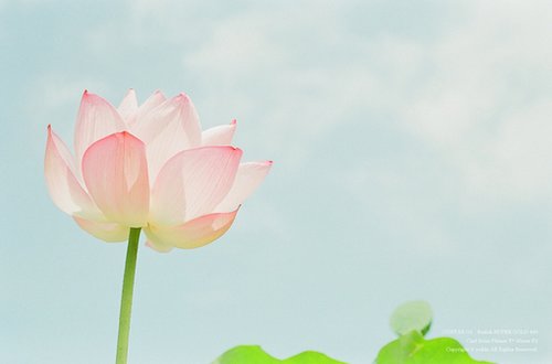 超经典网络爱情语录