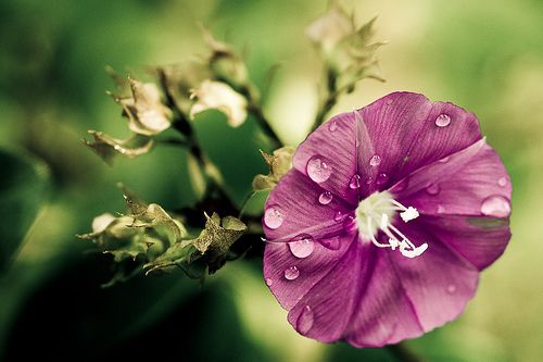 蜈蚣坝上斩巨蟒