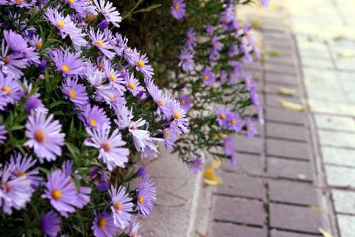 最动听的中秋节祝福语