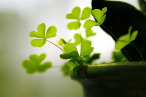 成功的人生格言