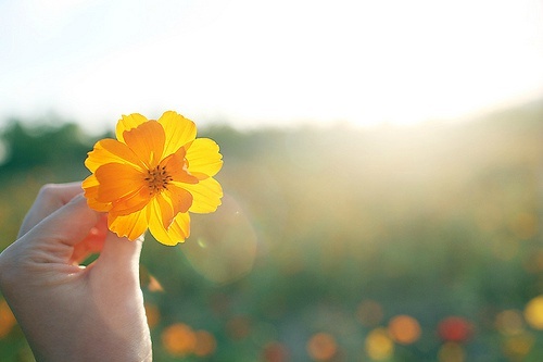 孙师傅的三幅长寿药方