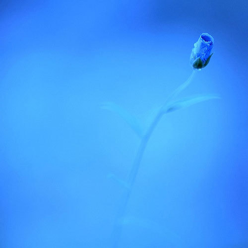 不要让你的女朋友有蓝颜