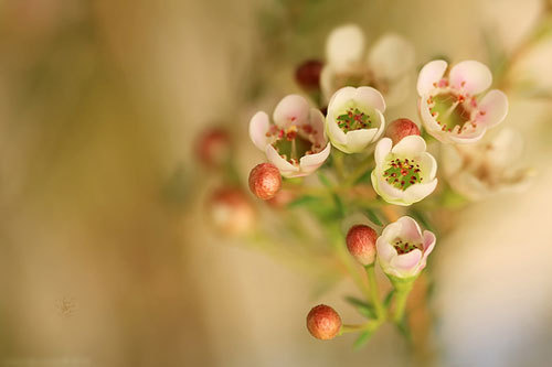 甜言蜜语的话 给写女生的甜言蜜语
