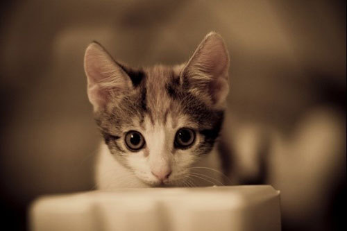 脑残引来阵阵爆笑